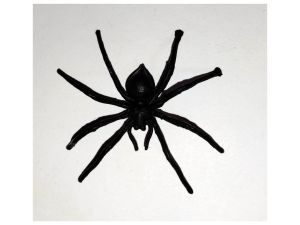 Pavouk černý  plast 7x7cm  (92)